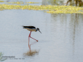 Cigüeñuela comun - Himantopus himantopus - Camallarga comú