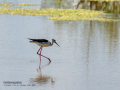 Cigüeñuela comun - Himantopus himantopus - Camallarga comú