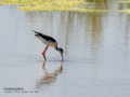 Cigüeñuela comun - Himantopus himantopus - Camallarga comú