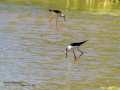 Cigüeñuela comun - Himantopus himantopus - Camallarga comú