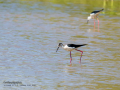 Cigüeñuela comun - Himantopus himantopus - Camallarga comú