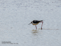 Cigüeñuela comun - Himantopus himantopus - Camallarga comú