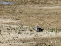 Cigüeñuela comun - Himantopus himantopus - Camallarga comú