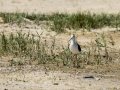 Cigüeñuela comun - Himantopus himantopus - Camallarga comú
