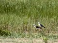 Cigüeñuela comun - Himantopus himantopus - Camallarga comú