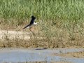 Cigüeñuela comun - Himantopus himantopus - Camallarga comú
