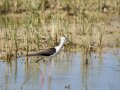 Cigüeñuela comun - Himantopus himantopus - Camallarga comú