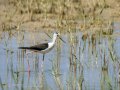 Cigüeñuela comun - Himantopus himantopus - Camallarga comú