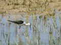 Cigüeñuela comun - Himantopus himantopus - Camallarga comú