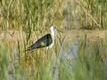 Cigüeñuela comun - Himantopus himantopus - Camallarga comú