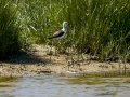 Cigüeñuela comun - Himantopus himantopus - Camallarga comú