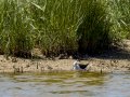 Cigüeñuela comun - Himantopus himantopus - Camallarga comú