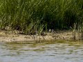 Cigüeñuela comun - Himantopus himantopus - Camallarga comú