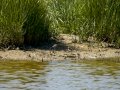 Cigüeñuela comun - Himantopus himantopus - Camallarga comú