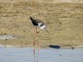 Cigüeñuela comun - Himantopus himantopus - Camallarga comú