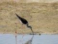 Cigüeñuela comun - Himantopus himantopus - Camallarga comú