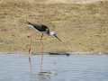 Cigüeñuela comun - Himantopus himantopus - Camallarga comú