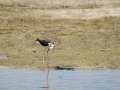 Cigüeñuela comun - Himantopus himantopus - Camallarga comú