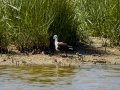 Cigüeñuela comun - Himantopus himantopus - Camallarga comú