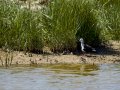 Cigüeñuela comun - Himantopus himantopus - Camallarga comú