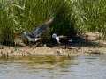 Cigüeñuela comun - Himantopus himantopus - Camallarga comú