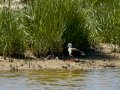 Cigüeñuela comun - Himantopus himantopus - Camallarga comú