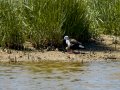 Cigüeñuela comun - Himantopus himantopus - Camallarga comú