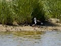 Cigüeñuela comun - Himantopus himantopus - Camallarga comú