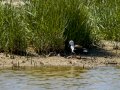 Cigüeñuela comun - Himantopus himantopus - Camallarga comú