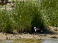 Cigüeñuela comun - Himantopus himantopus - Camallarga comú