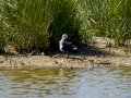 Cigüeñuela comun - Himantopus himantopus - Camallarga comú