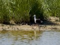 Cigüeñuela comun - Himantopus himantopus - Camallarga comú