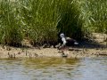 Cigüeñuela comun - Himantopus himantopus - Camallarga comú