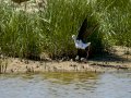Cigüeñuela comun - Himantopus himantopus - Camallarga comú