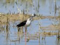 Cigüeñuela comun - Himantopus himantopus - Camallarga comú