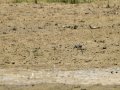 Cigüeñuela comun - Himantopus himantopus - Camallarga comú