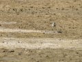 Cigüeñuela comun - Himantopus himantopus - Camallarga comú