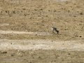 Cigüeñuela comun - Himantopus himantopus - Camallarga comú
