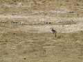 Cigüeñuela comun - Himantopus himantopus - Camallarga comú