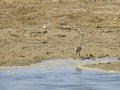 Cigüeñuela comun - Himantopus himantopus - Camallarga comú