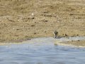 Cigüeñuela comun - Himantopus himantopus - Camallarga comú