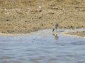 Cigüeñuela comun - Himantopus himantopus - Camallarga comú