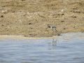 Cigüeñuela comun - Himantopus himantopus - Camallarga comú