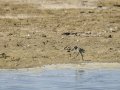 Cigüeñuela comun - Himantopus himantopus - Camallarga comú