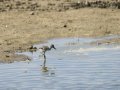 Cigüeñuela comun - Himantopus himantopus - Camallarga comú
