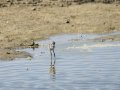 Cigüeñuela comun - Himantopus himantopus - Camallarga comú