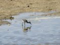 Cigüeñuela comun - Himantopus himantopus - Camallarga comú