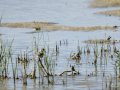Cigüeñuela comun - Himantopus himantopus - Camallarga comú