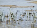 Cigüeñuela comun - Himantopus himantopus - Camallarga comú