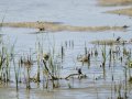 Cigüeñuela comun - Himantopus himantopus - Camallarga comú